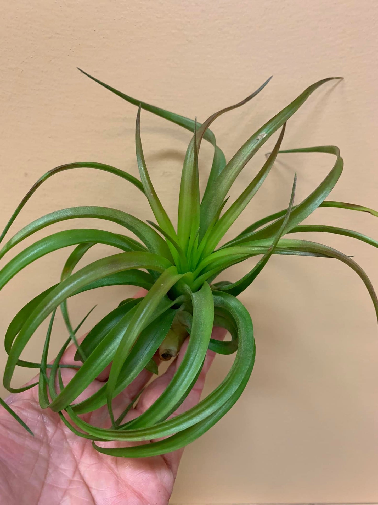 Houseplants