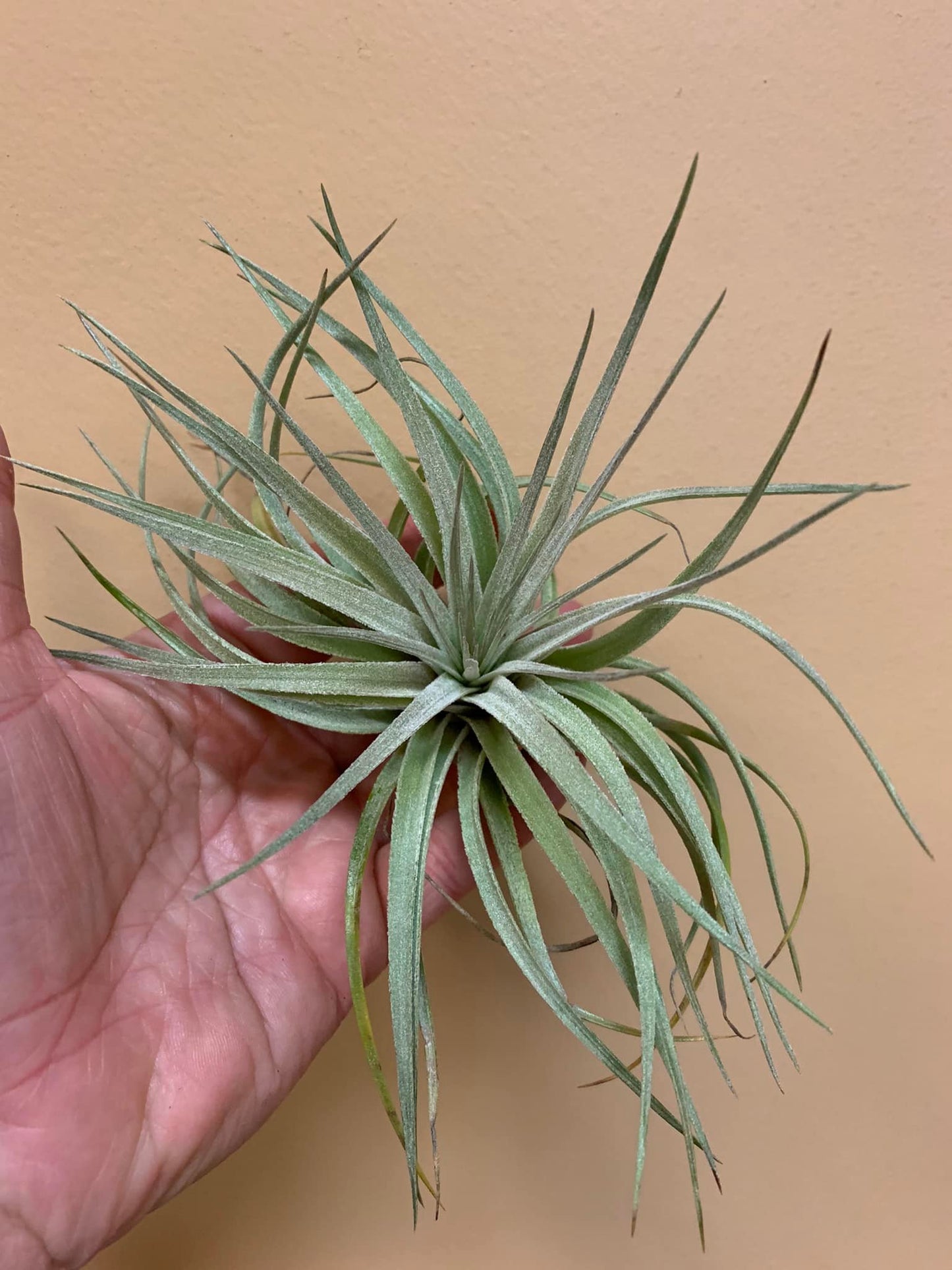 Houseplants