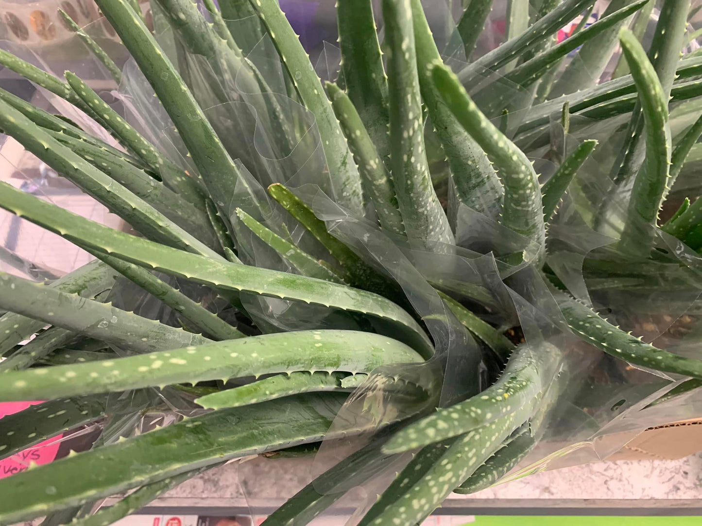 Houseplants