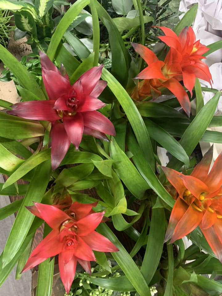 Houseplants