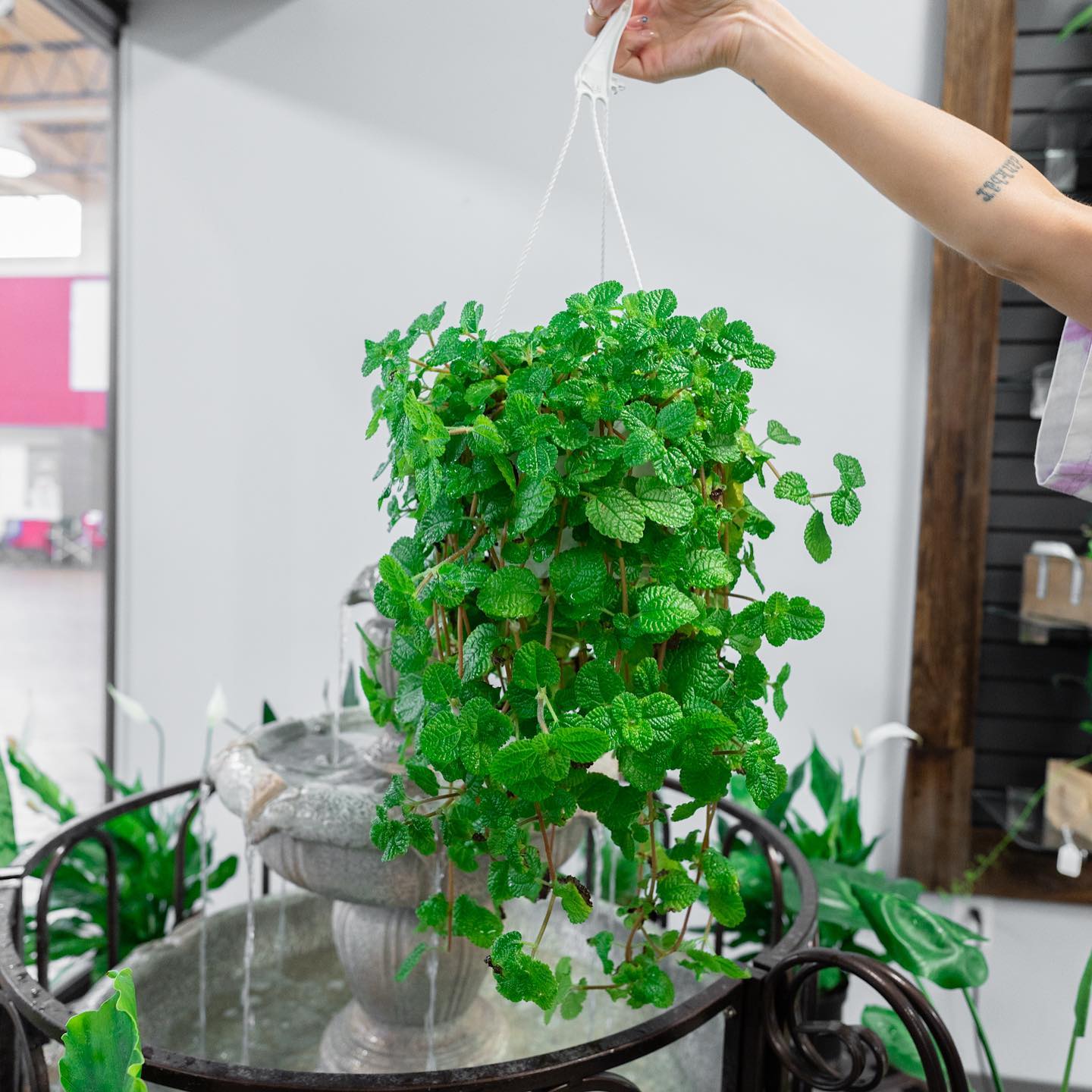 Houseplants