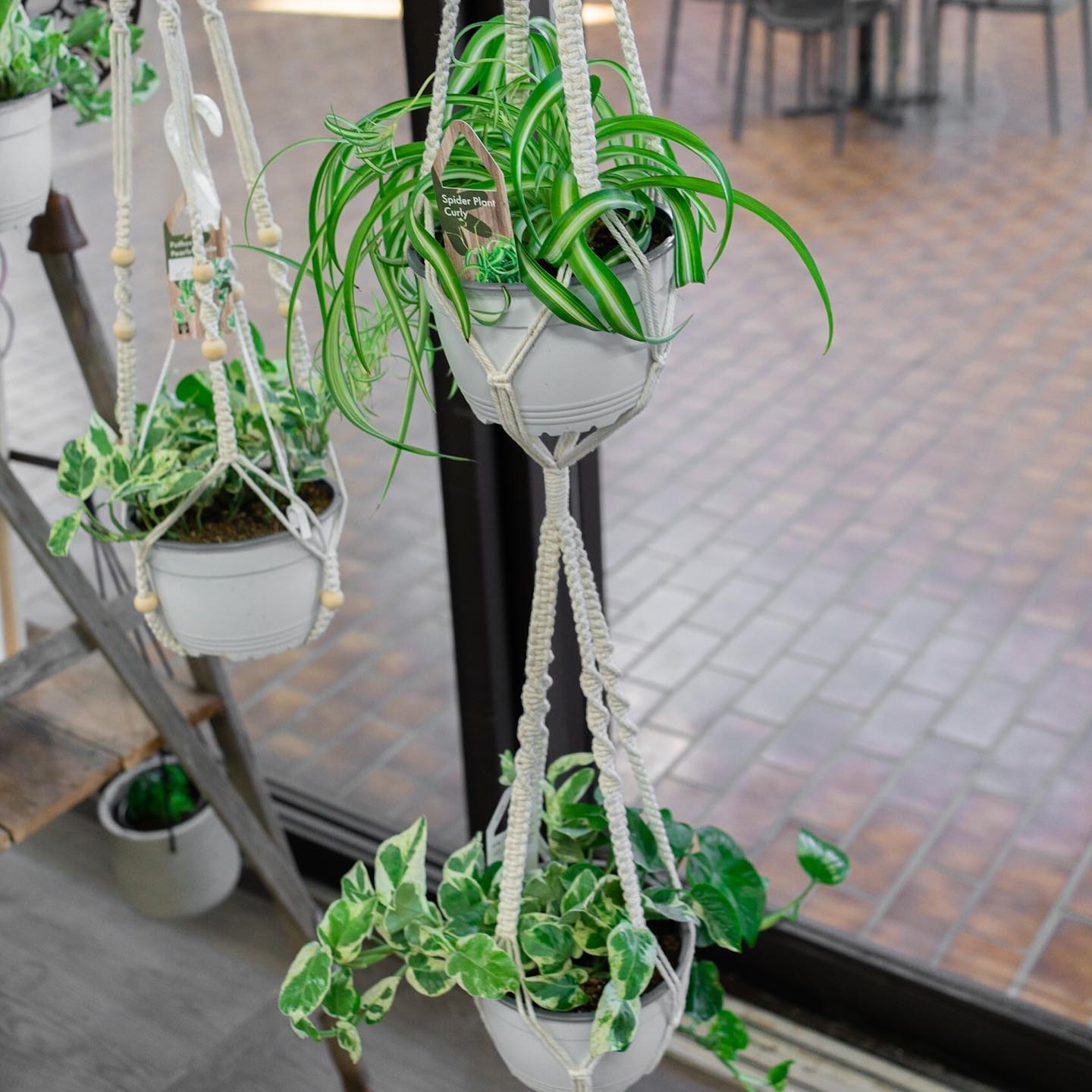 Houseplants