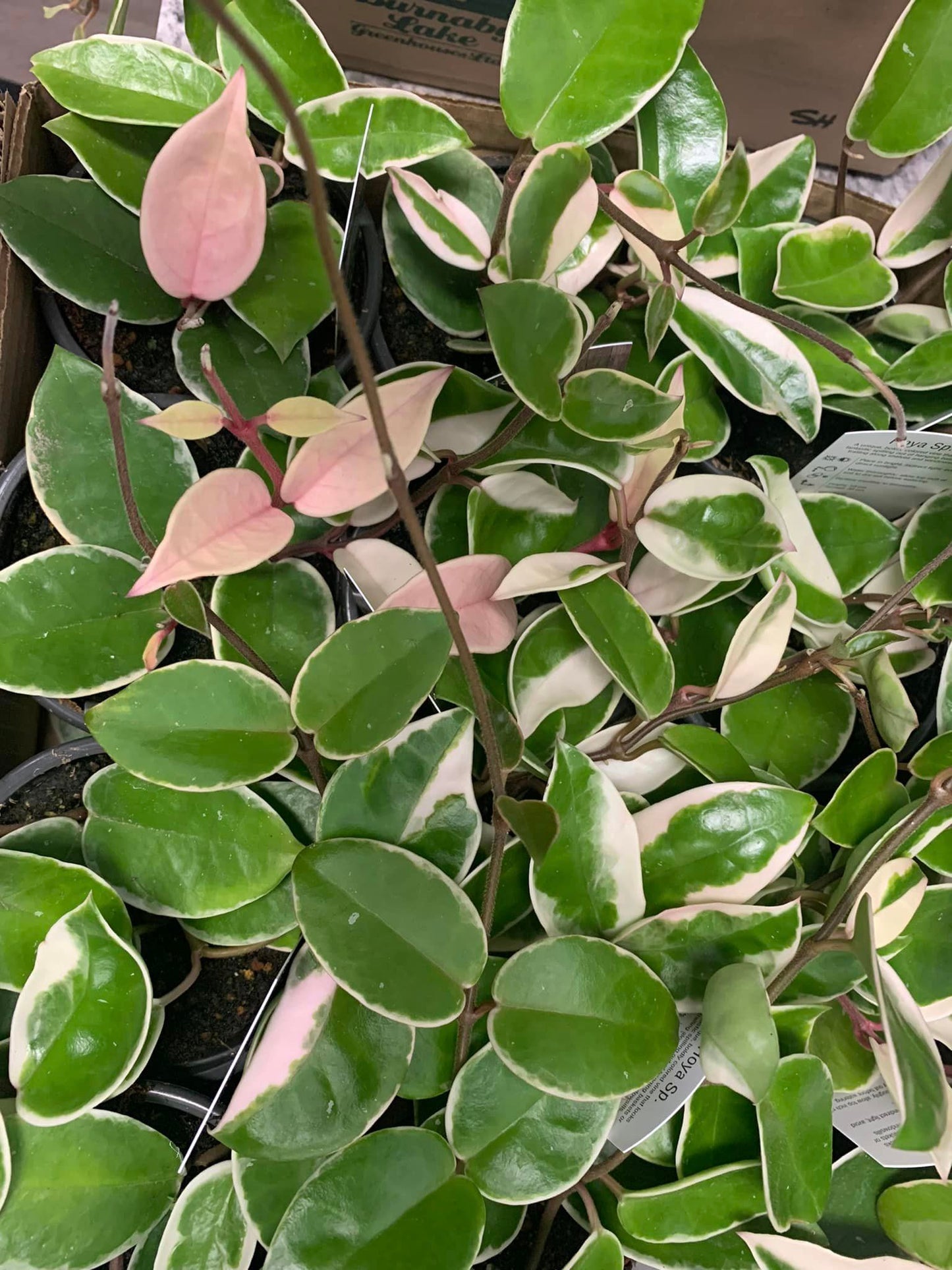 Houseplants