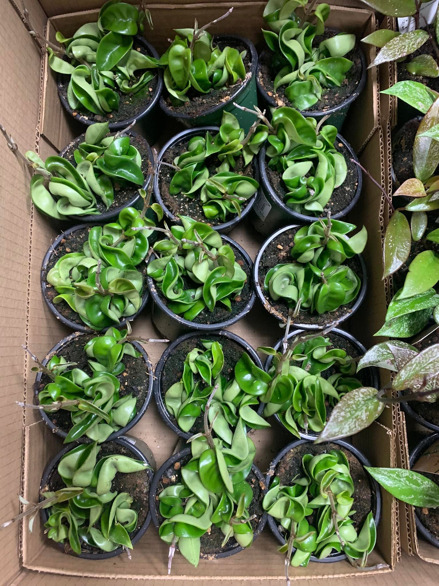 Houseplants