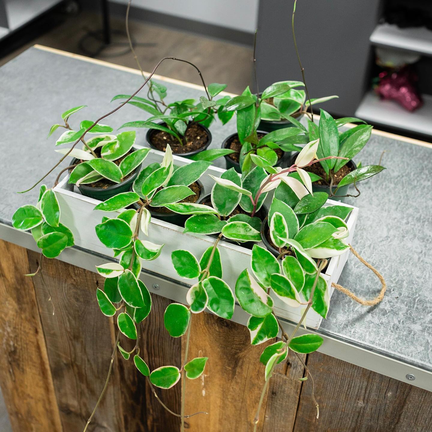 Houseplants