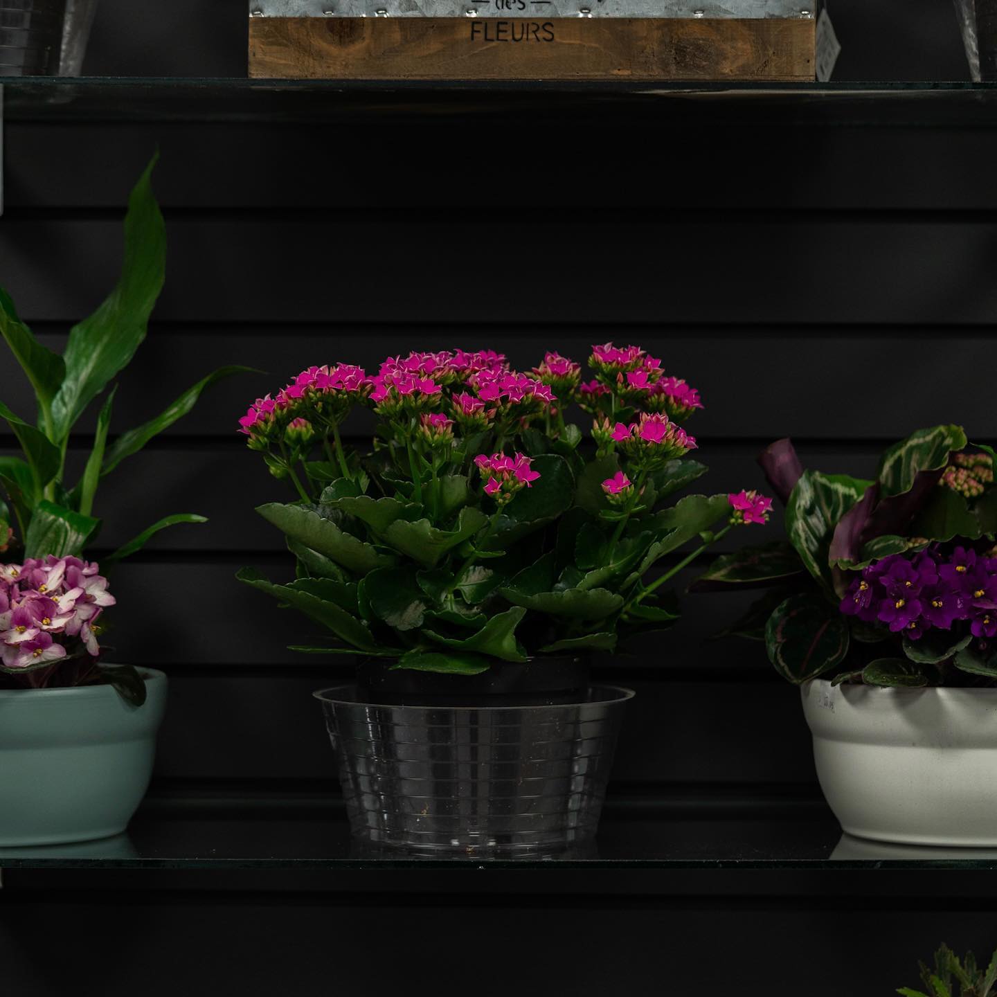 Houseplants