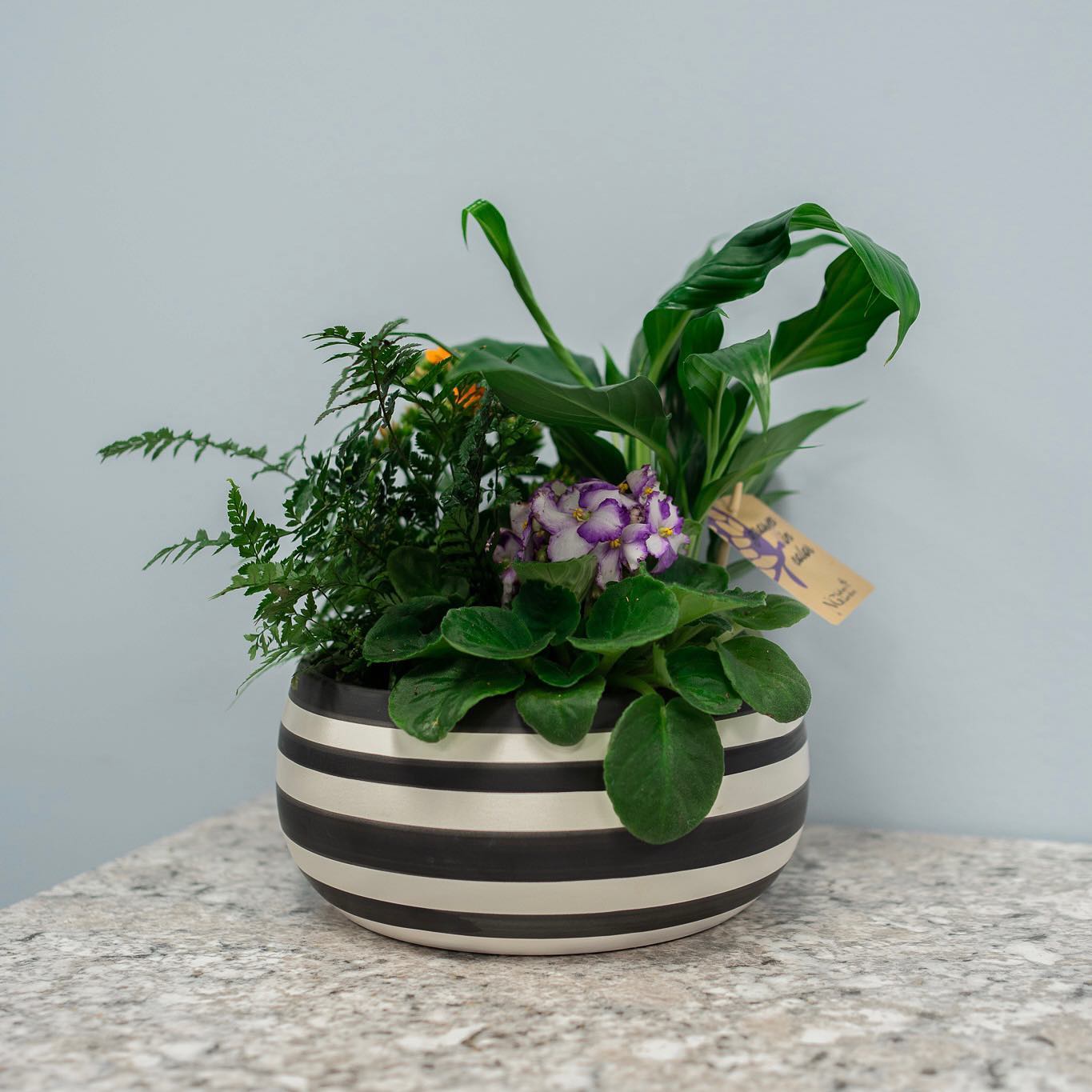 Houseplants
