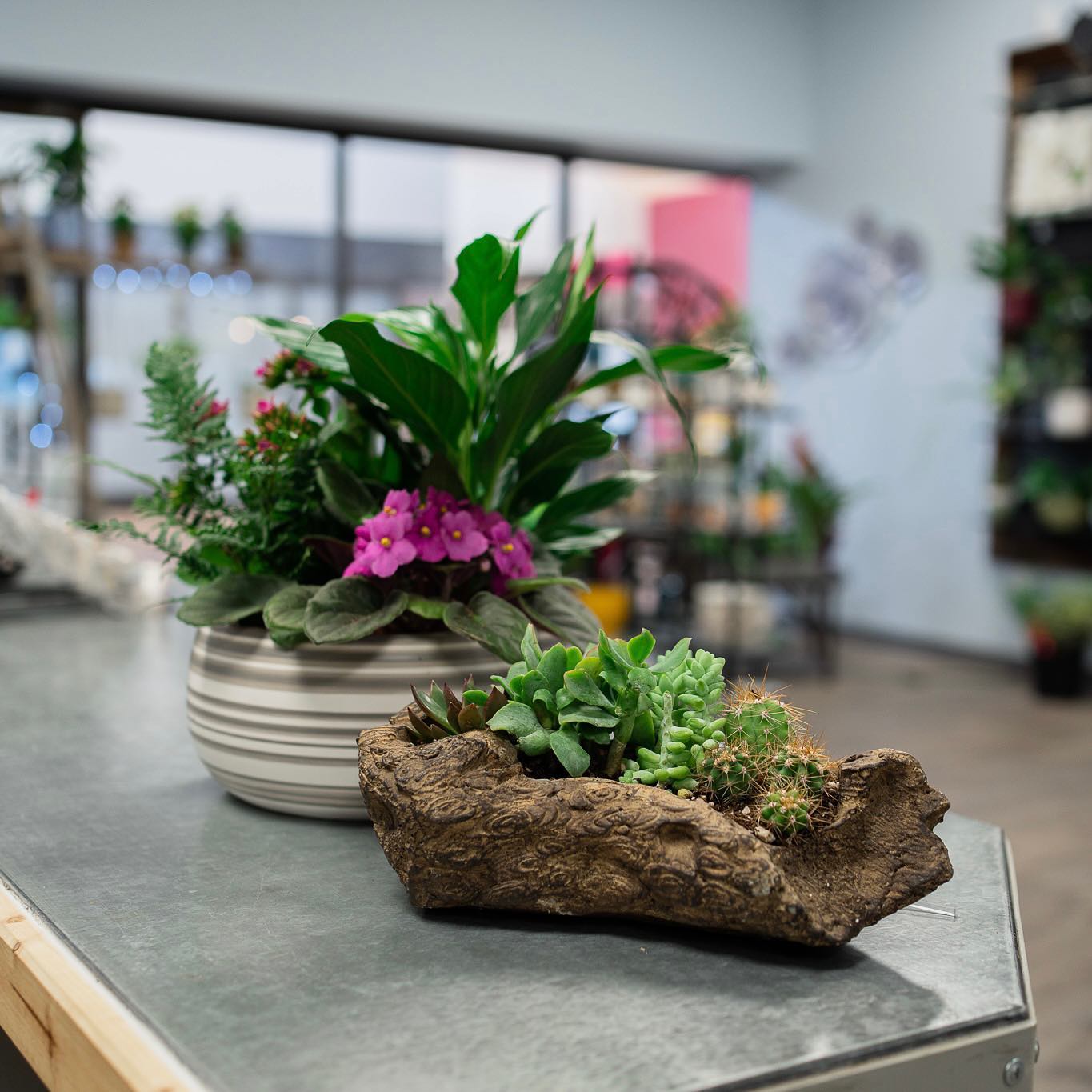 Houseplants
