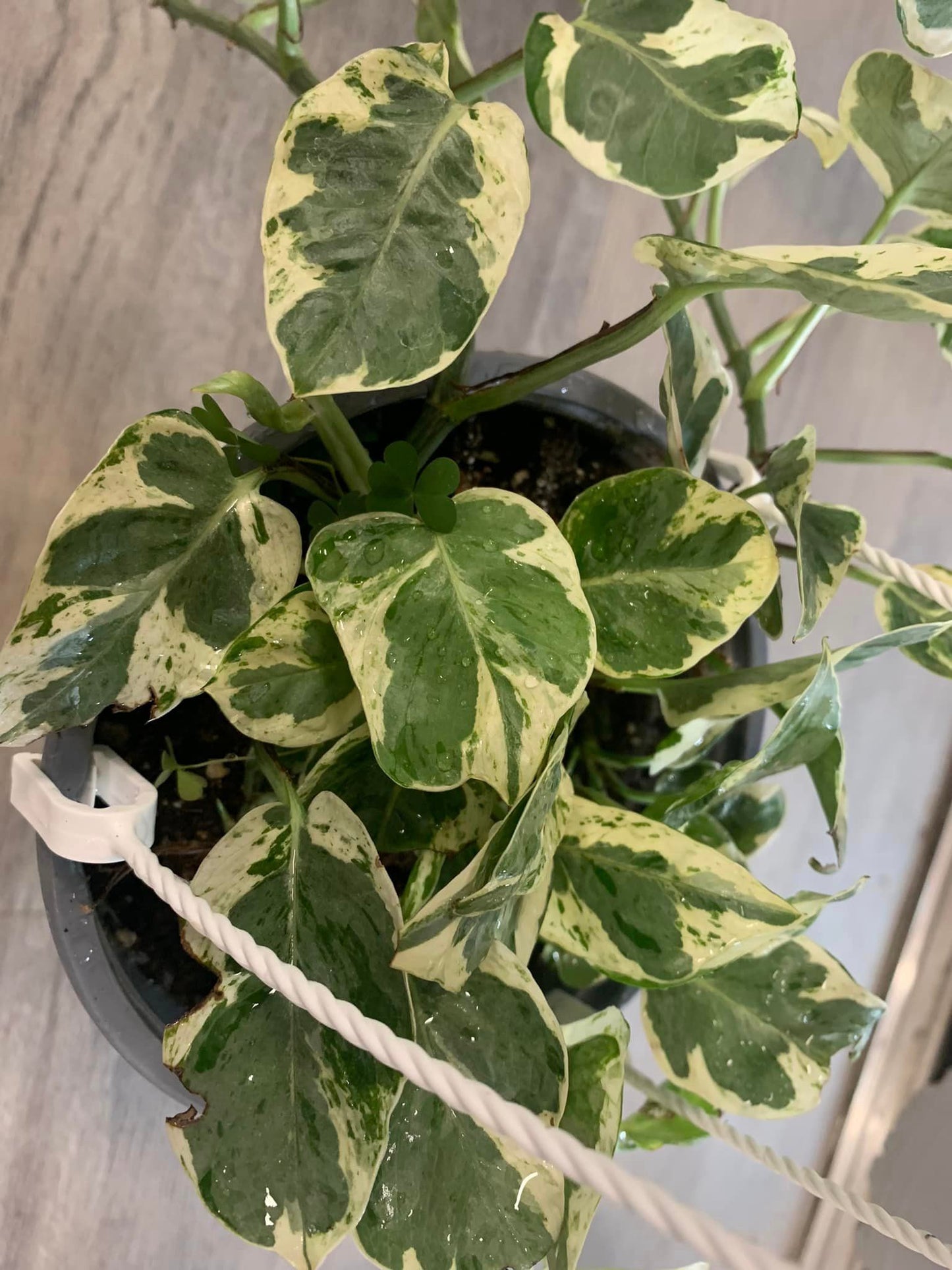 Houseplants