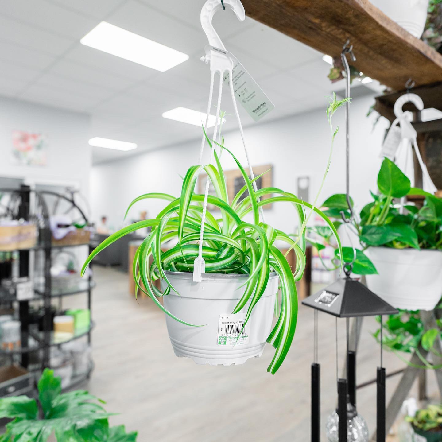 Houseplants