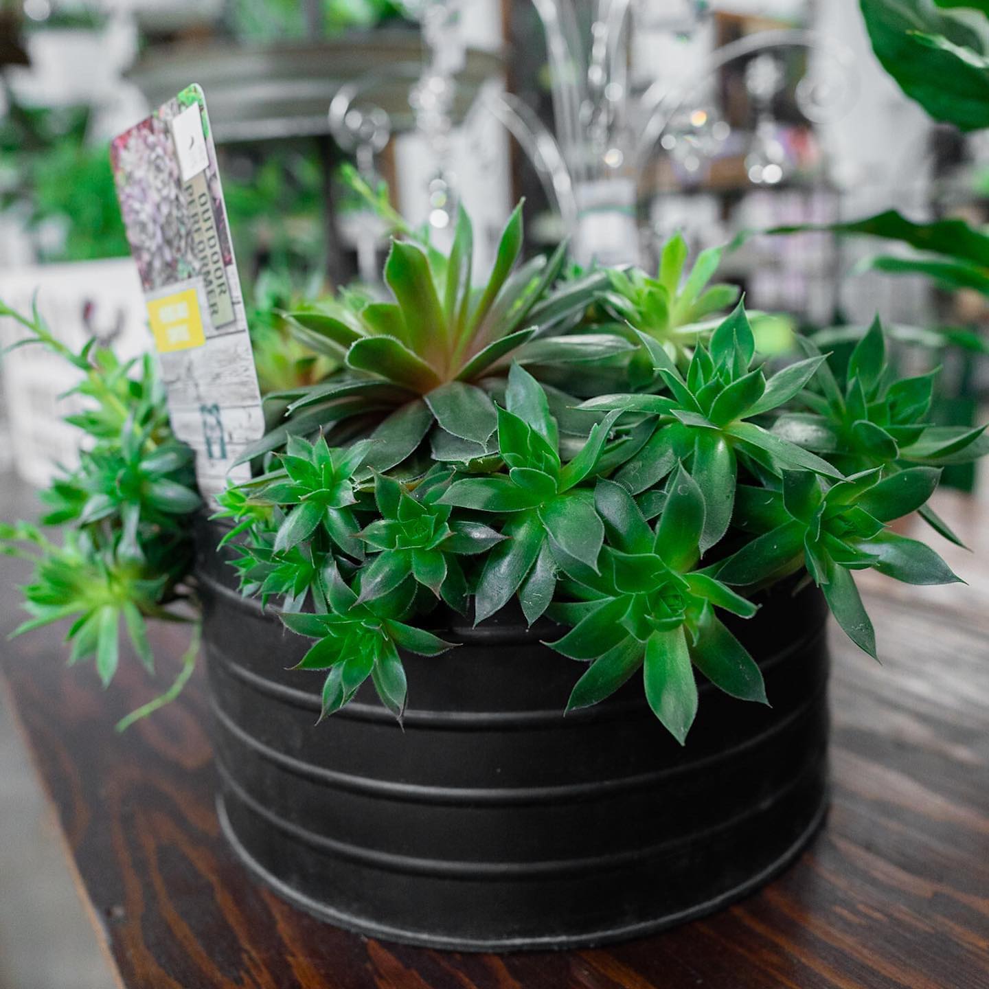 Houseplants