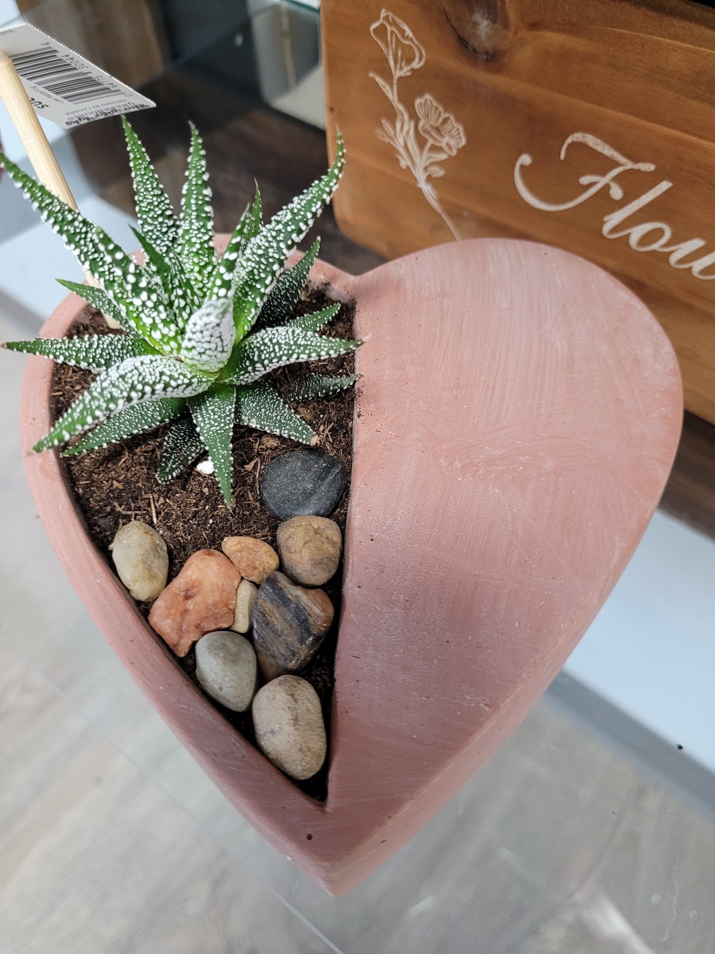 Mother's Day Potted Plants & Succulent Planters