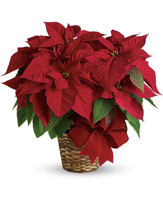 Red Poinsettia